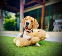 OLIVER